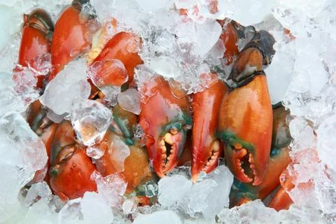 Claw crab Stock Photos
