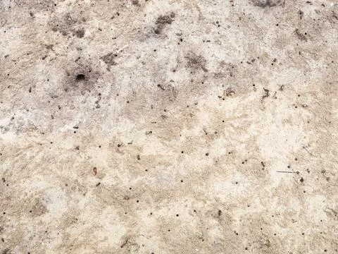 Claw crabs Stock Photos