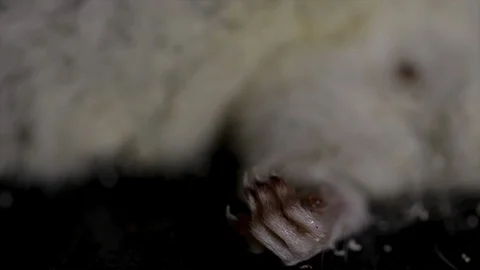 Claw of dead animal close up of small hand of a creature. clenched paw of tiny w Stock Footage 112158305