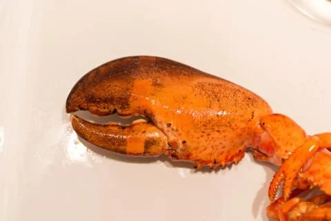 Claw Lobster Cooked Stock Photos
