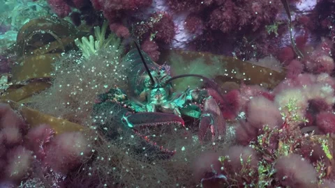 Claw Lobster Stock Footage 157459030