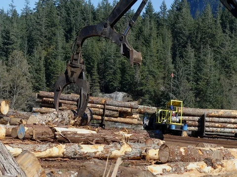 Claw manupulator moving timber logs Stock-Footage 80509160