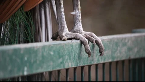 Claw of a Peacock Close up Stock-Footage 7906775