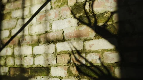 Claw shadows on a wall Stock Footage 168912277