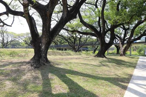 Claw tree trunk on green grass field near skywalk in the park . Stock Photos