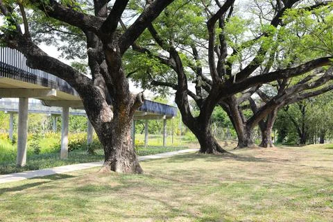 Claw tree trunk on green grass field near skywalk in the park . Stock Photos