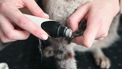 Claw trimming keeps pet safe and comfortable, trimming reduces sharpness Stock Footage 305645634