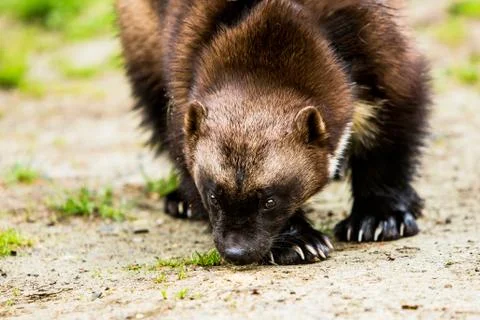 Clawed Wolverine Sniffing the Ground Foto stock