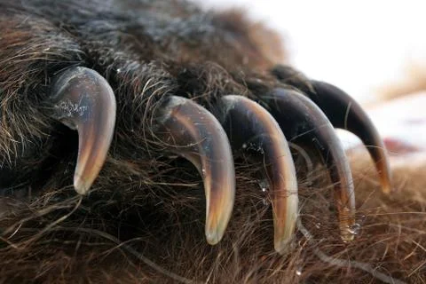 Claws of the bear. The front paw of the bear Foto stock