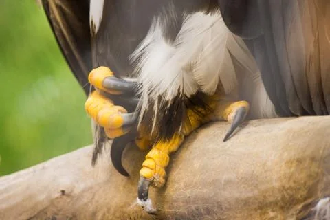 Claws of a bird of prey, eagle close up Stock Photos