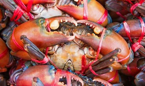 Claws of crab Stock Photos