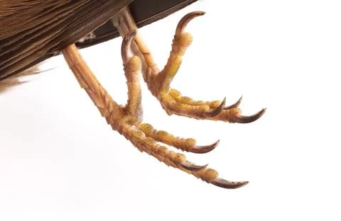 Claws of sparrow Stock Photos