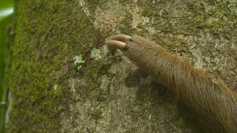 Claws Of A Two-Toed Sloth On A Trunk, Costa Rica Stock Footage 111331732