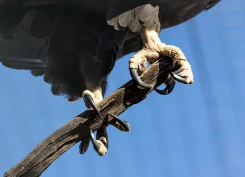 Claws wedge tailed eagle Stock-Fotos