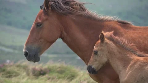 Clay-Colored Mare and Foal Together in Galicia’s Mountain Pastures - 194 Video stock 310323619