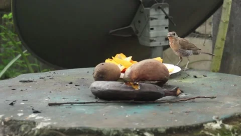 Clay-colored Thrush Eating Leftover Fruit from Papaya Peel. Stock Footage 312358908