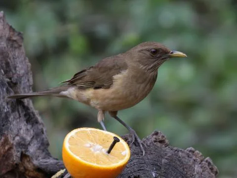 Clay-colored Thrush with Orange Stock Photos