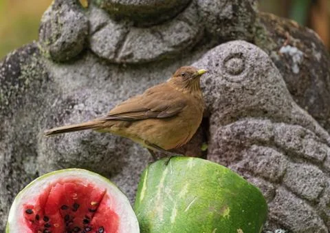 Clay colored thrush sits on a sliced melon Stock Photos