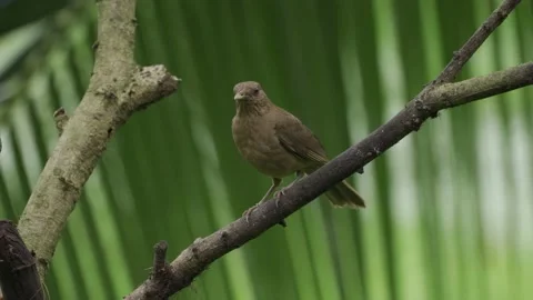 Clay-colored thrush (Turdus grayi) 動画素材 156861300