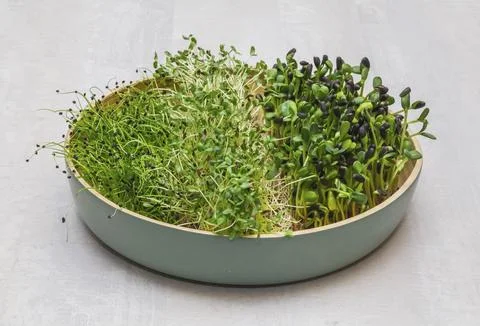 Clay dish with three types of micro-greens Stock Photos