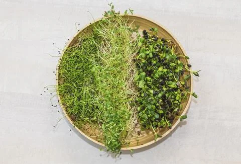 Clay dish with three types of micro-greens Stock Photos