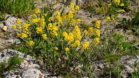 On a clay dug up dried soil grows a bush of yellow flower Stock Footage 131603286