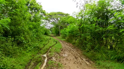 Clay forest countryside path surrounded by Fabaceae trees, red dirt road Stock Footage 209128815