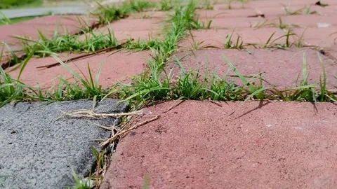 Clay grass growing on paving blocks Stock Footage 293271841