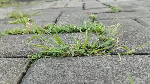 Clay grass growing on paving blocks Видео 306206967