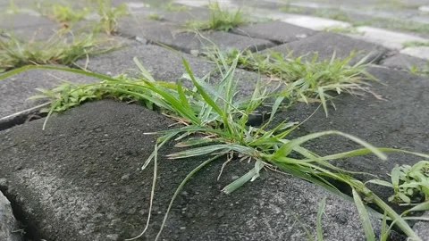 Clay grass growing on paving blocks Видео 306206979