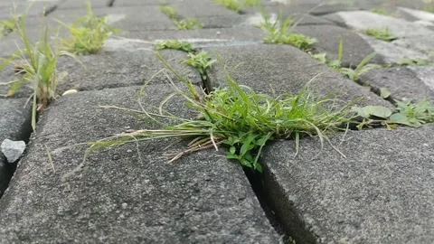 Clay grass growing on paving blocks Видео 306206981