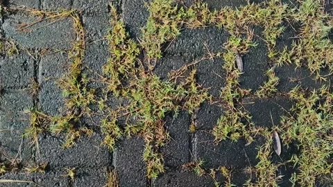 Clay grass growing on paving blocks 스톡 동영상 308990291