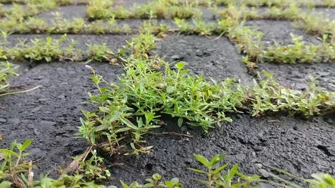 Clay grass growing on paving blocks 스톡 동영상 308990334