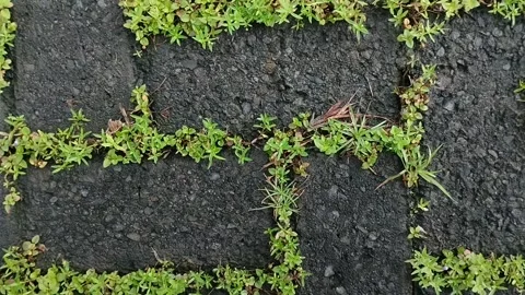 Clay grass growing on paving blocks 스톡 동영상 308990402