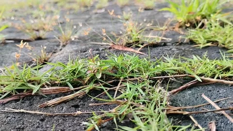 Clay grass growing on paving blocks 스톡 동영상 308990462