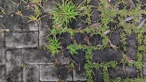 Clay grass growing on paving blocks 스톡 동영상 308990512