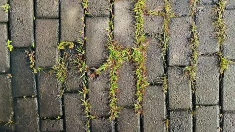 Clay grass growing on paving blocks 스톡 동영상 308990645