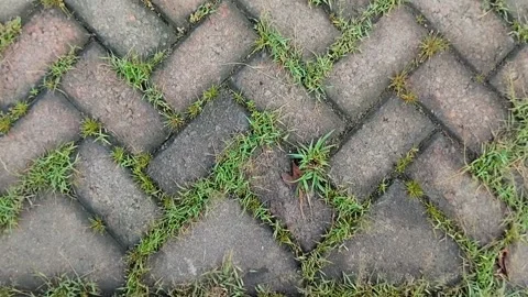 Clay grass growing on paving blocks 스톡 동영상 308991014
