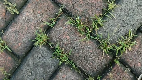 Clay grass growing on paving blocks 스톡 동영상 308991018