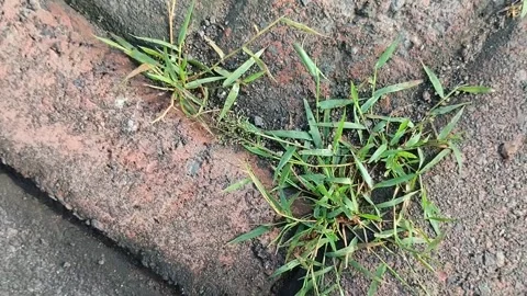 Clay grass growing on paving blocks 스톡 동영상 308991069