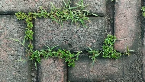 Clay grass growing on paving blocks 스톡 동영상 308991101
