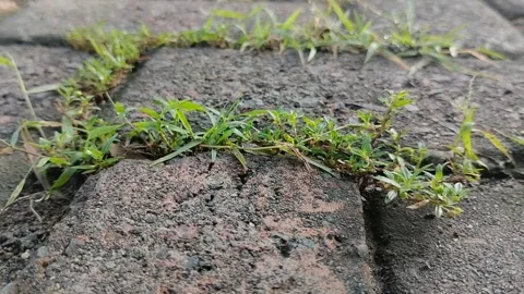 Clay grass growing on paving blocks 스톡 동영상 308991345
