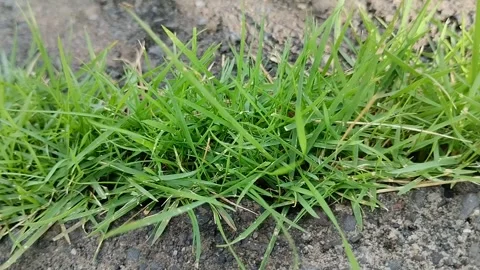 Clay grass growing on paving blocks 스톡 동영상 309083775