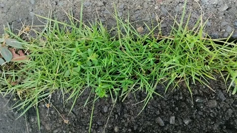 Clay grass growing on paving blocks Stockbeeldmateriaal 309083967