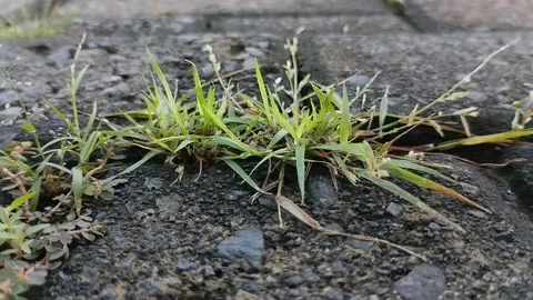 Clay grass growing on paving blocks Stockbeeldmateriaal 309084090