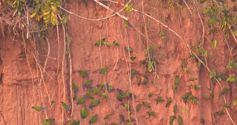 Clay Lick Filled with Parakeets and Parrots in Tambopata, Peru Stock Footage 325494976