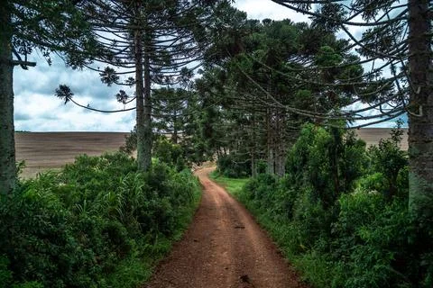 Clay path in nature between forests and fields Fotos de archivo