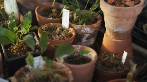 Clay pots with different plants Video stock 185814175