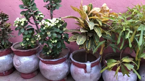 Clay pots Stock Footage 241644330