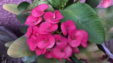 Clay pots Stock Footage 241644368